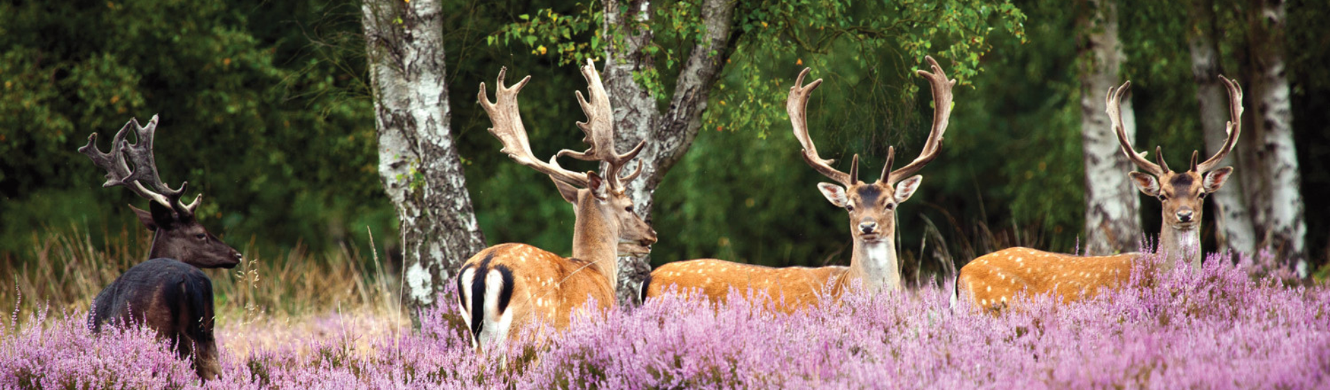 Fallow Bucks (1)