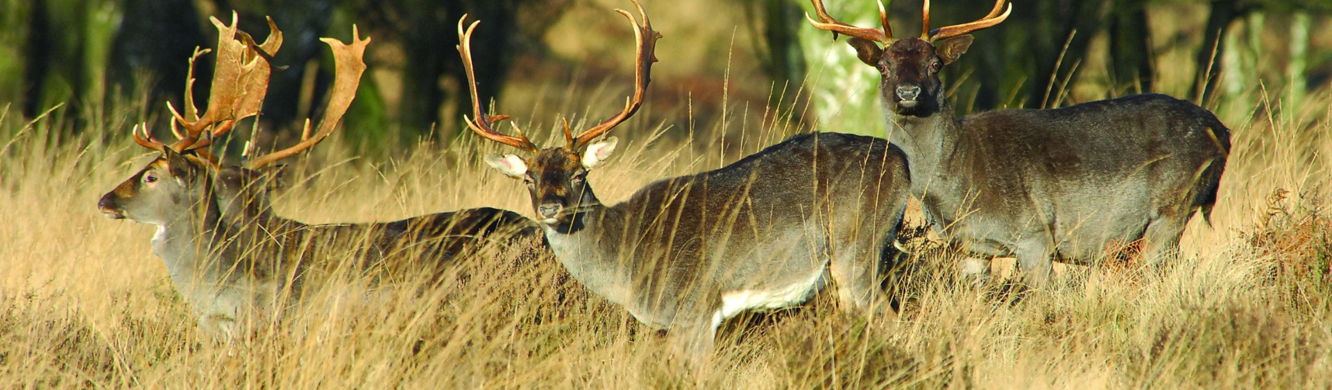 Fallow Bucks Fallow Bucks