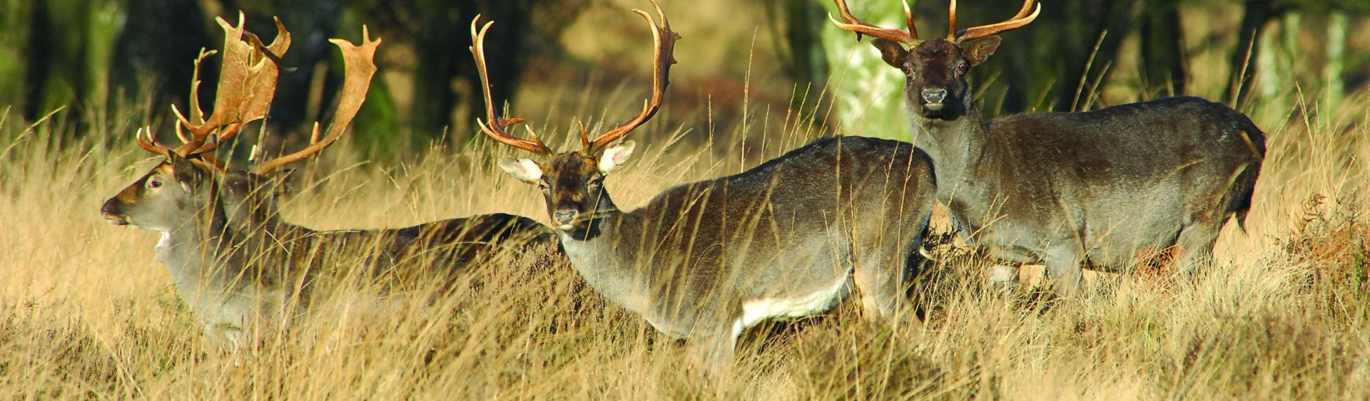 Fallow Bucks