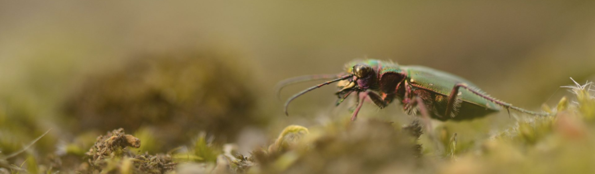 Green Tiger Beatle in heathland habitat