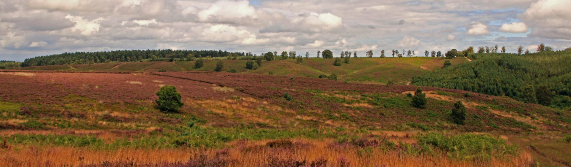 Heathland over Cannock Chase