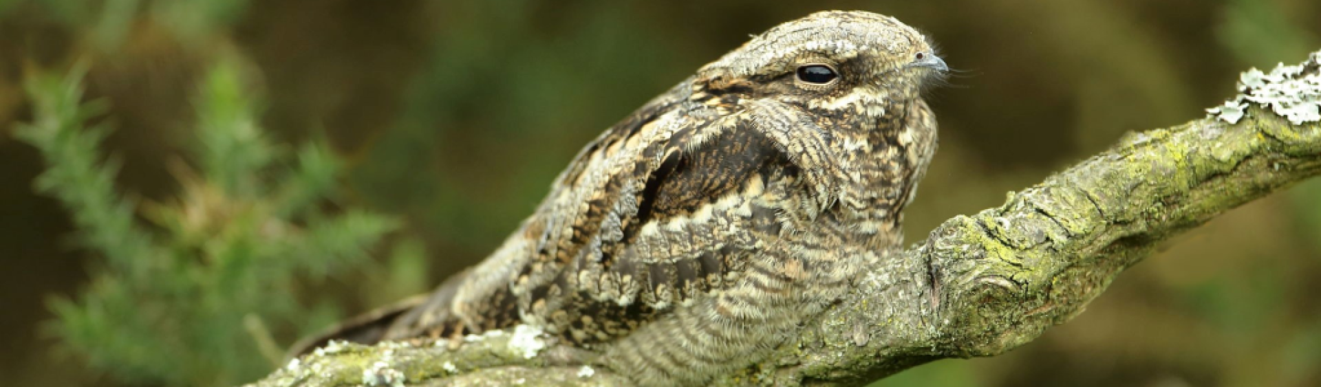 Nightjar Nightjar