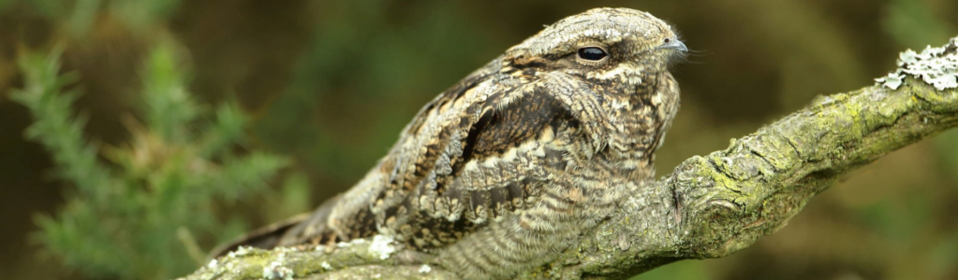 Nightjar