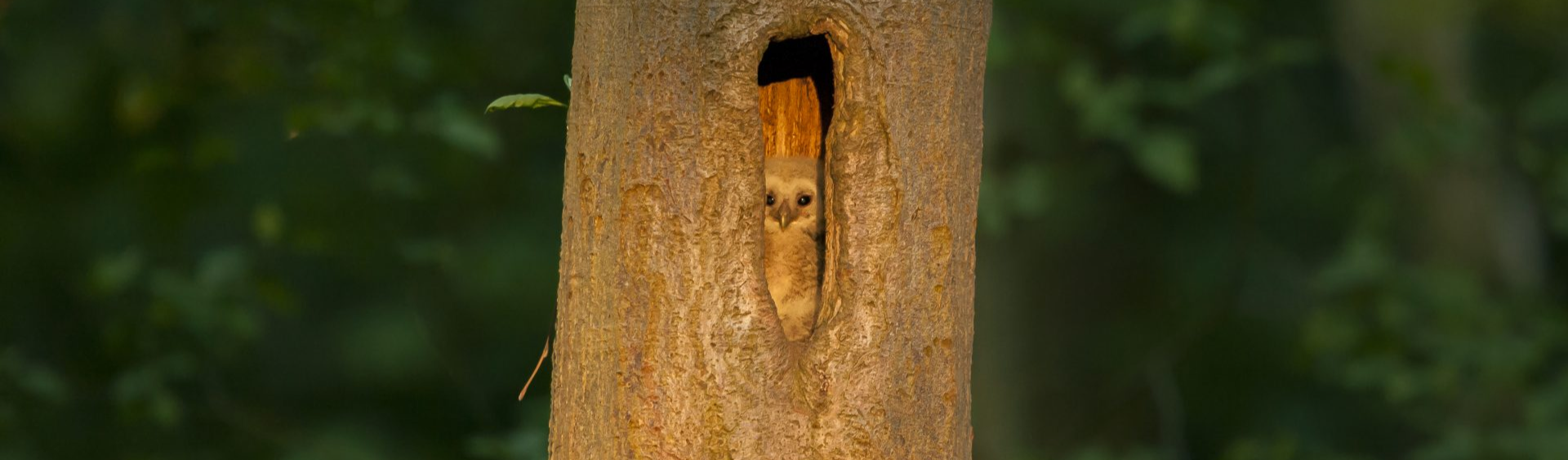 Owl peeking out of a tree Owl peeking out of a tree