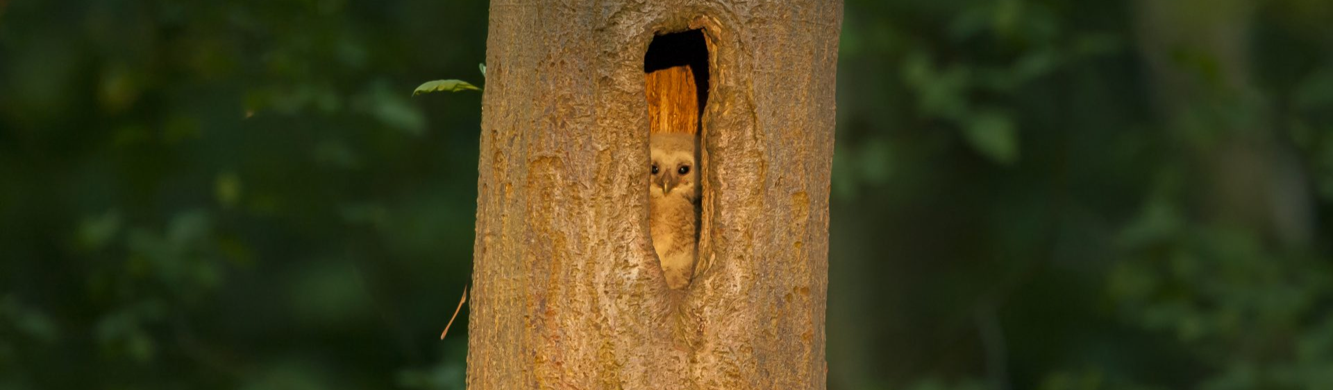 Owl peeking out of a tree