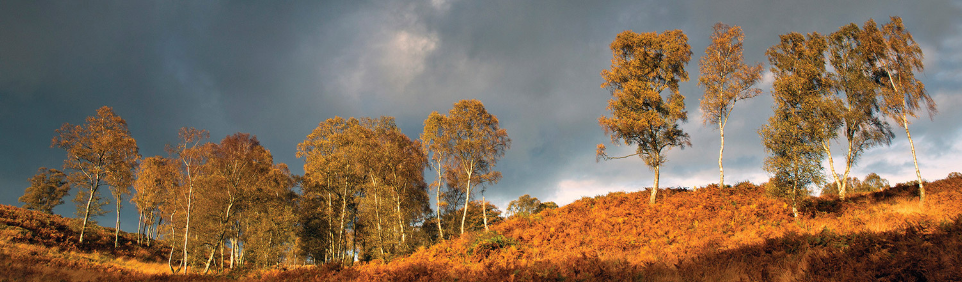 Treeline with dark clouds