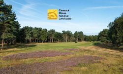 BDGC logo middle B CROP