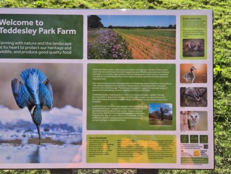 FiPL grant of £22,660.62 This project included planting 366m of new Hedgerow, 35 Parkland Trees (succession planting of Oaks), companion planting with 35 pollinator plants, planting 32 Hedgerow Trees, installing protective fencing and erecting 5 Wildlife Boxes. Two interpretation Panels were also designed, one focussing on nature and sustainable farming and the other on the history and heritage of the Estate. These will be placed on the Staffordshire Way which crosses the Teddesley Estate.
