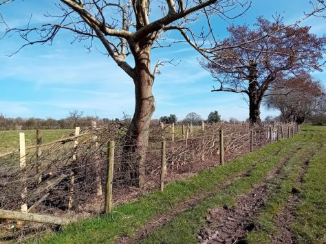 FiPL grant of £20,381.96 Planting of 1180m of hedging, hedgerow trees, copses, putting up wildlife and nest boxes and installing new gates and fencing.
