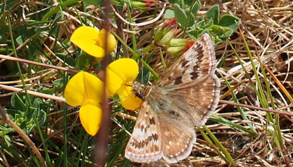 Dingy skipper butterfly Karen Andrew
