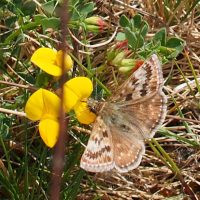 Dingy skipper butterfly Karen Andrew