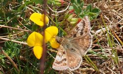 Dingy skipper butterfly Karen Andrew