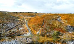 Frosty orange chase resize