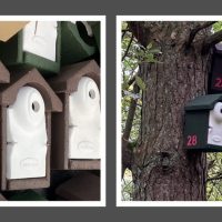 Bat boxes 2 pics