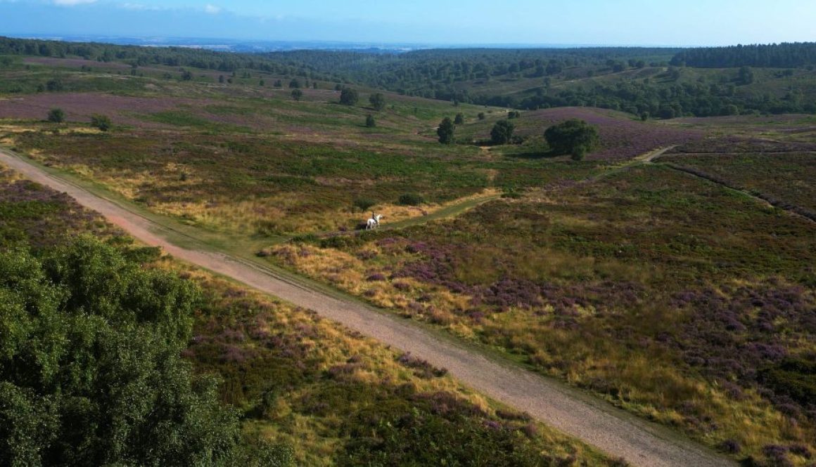 Horse and view CC resize no dog A